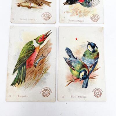 ARM & HAMMER BIRD TRADE CARDS LOT #5