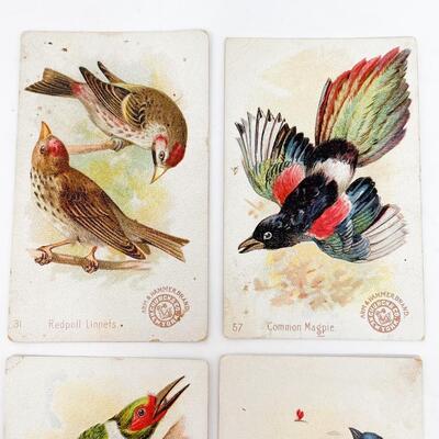 ARM & HAMMER BIRD TRADE CARDS LOT #5