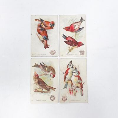 ARM & HAMMER BIRD TRADE CARDS LOT #6