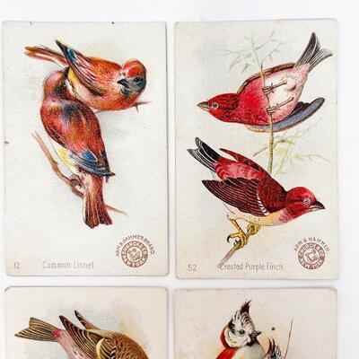 ARM & HAMMER BIRD TRADE CARDS LOT #6