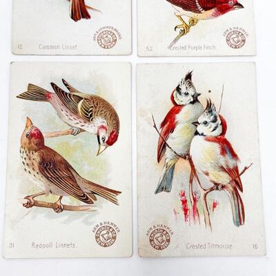 ARM & HAMMER BIRD TRADE CARDS LOT #6