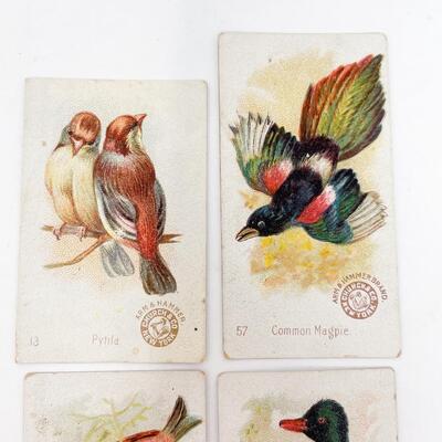 ARM & HAMMER BIRD TRADE CARDS LOT #7
