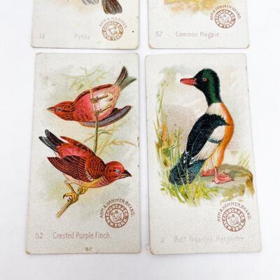 ARM & HAMMER BIRD TRADE CARDS LOT #7