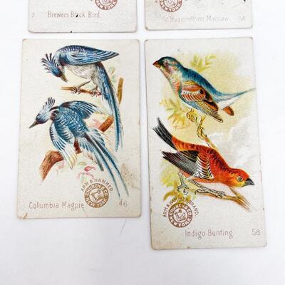 ARM & HAMMER BIRD TRADE CARDS LOT #8