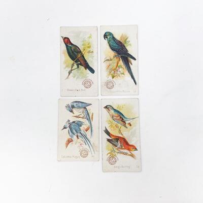 ARM & HAMMER BIRD TRADE CARDS LOT #8