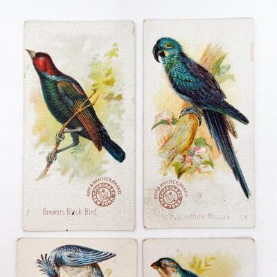 ARM & HAMMER BIRD TRADE CARDS LOT #8