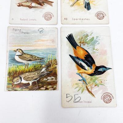 ARM & HAMMER BIRD TRADE CARDS LOT #9