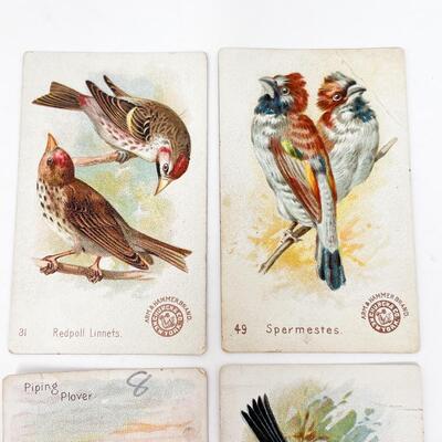 ARM & HAMMER BIRD TRADE CARDS LOT #9
