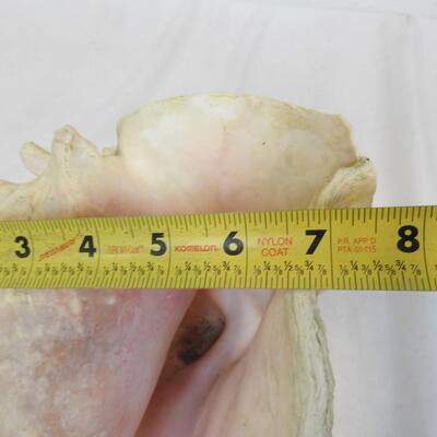 Large Seashell, See Pictures