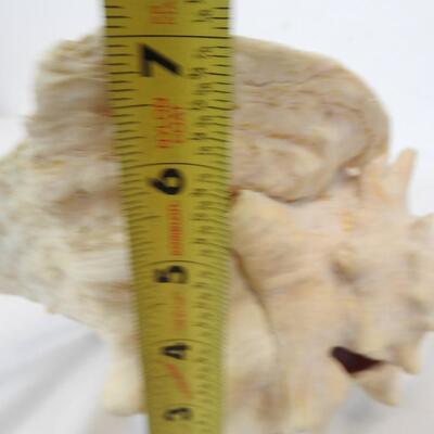 Large Seashell, See Pictures
