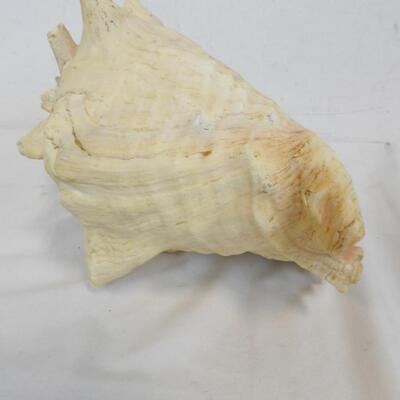 Large Seashell, See Pictures