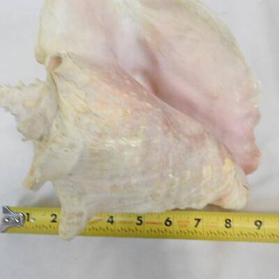 Large Seashell, See Pictures