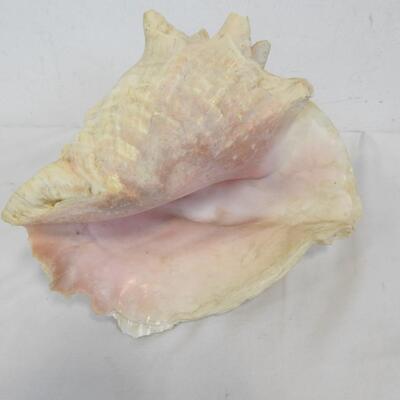 Large Seashell, See Pictures