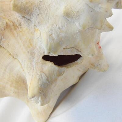 Large Seashell, See Pictures