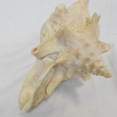 Large Seashell, See Pictures