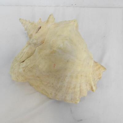 Large Seashell, See Pictures