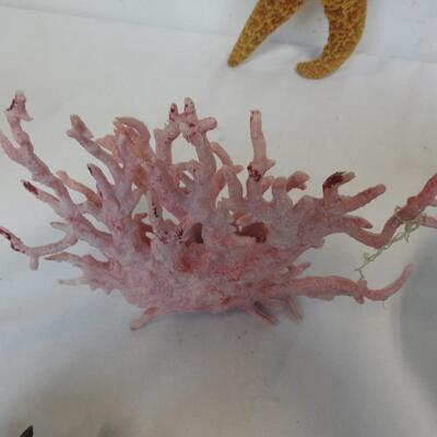 Seashells, Coral, Starfish, Sand Dollars, 1 Large Footed Shell,