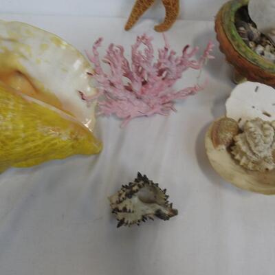 Seashells, Coral, Starfish, Sand Dollars, 1 Large Footed Shell,