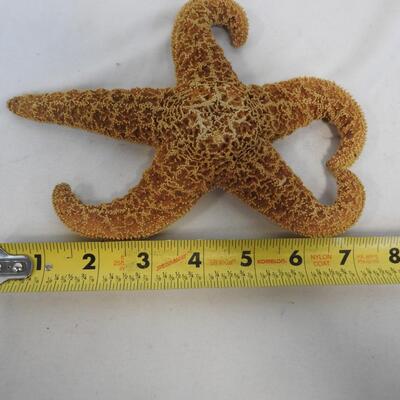 Seashells, Coral, Starfish, Sand Dollars, 1 Large Footed Shell,
