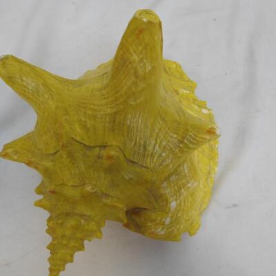 Seashells, Coral, Starfish, Sand Dollars, 1 Large Footed Shell,