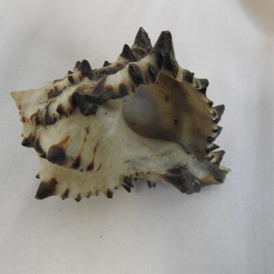 Seashells, Coral, Starfish, Sand Dollars, 1 Large Footed Shell,