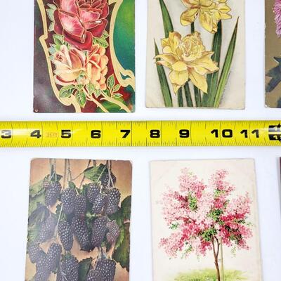 EARLY FLOWERED POSTCARDS 6 PC