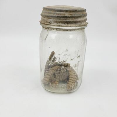 OLD KERR GLASS JAR W/ METAL LID - FULL OF RATTLE SNAKE RATTLES
