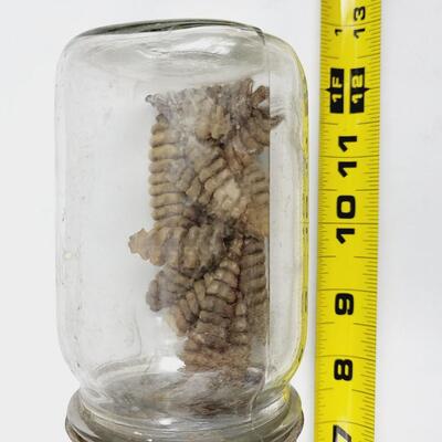 OLD KERR GLASS JAR W/ METAL LID - FULL OF RATTLE SNAKE RATTLES