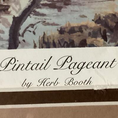 Pintail Pageant by Herb Booth