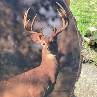 Buck Print mounted on Cut Log