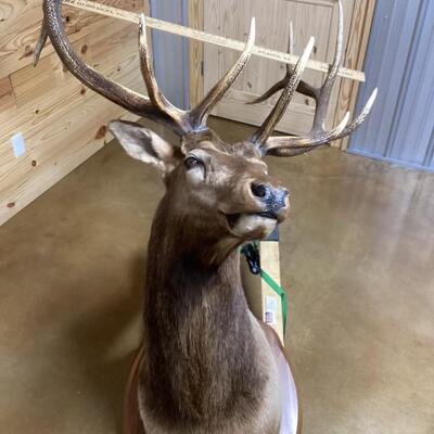 Mounted Elk Head