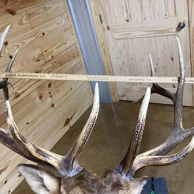 Mounted Elk Head