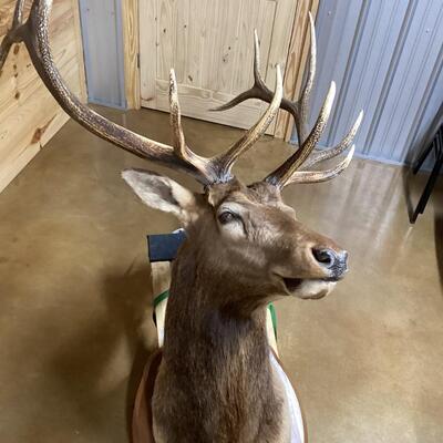 Mounted Elk Head