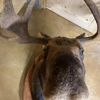 Mounted Moose Head