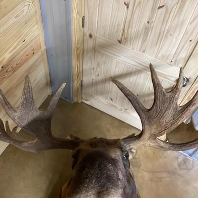 Mounted Moose Head