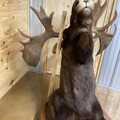 Mounted Moose Head