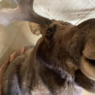 Mounted Moose Head