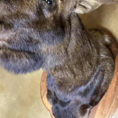 Mounted Moose Head