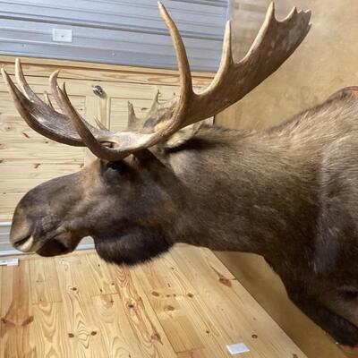 Mounted Moose Head