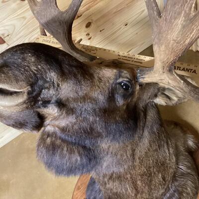 Mounted Moose Head