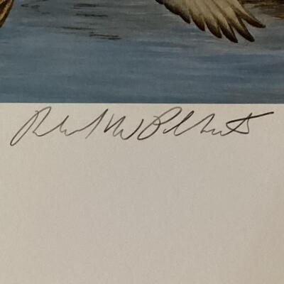 1983 New Hampshire  Duck Stamp and Print