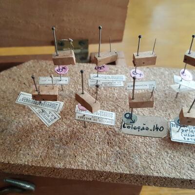 Old Laboratory Specimen Box