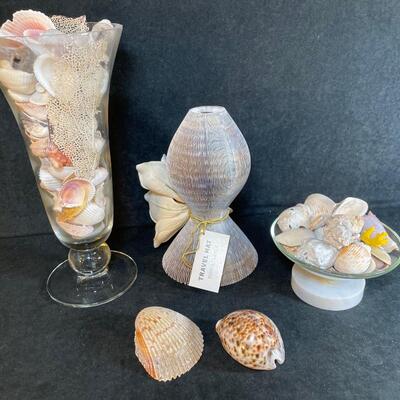 Lot 255. Sea Shell Assortment
