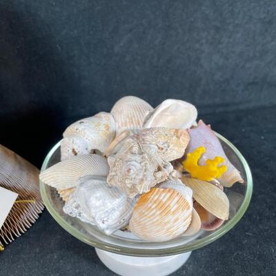 Lot 255. Sea Shell Assortment