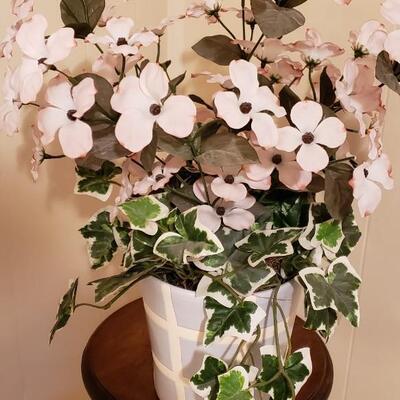 Flowering dogwood plant with Ivy