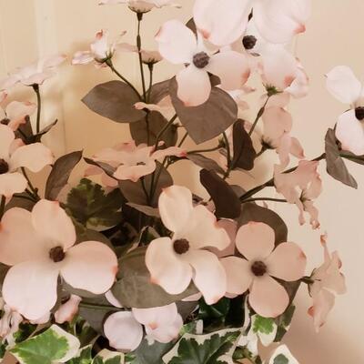 Flowering dogwood plant with Ivy