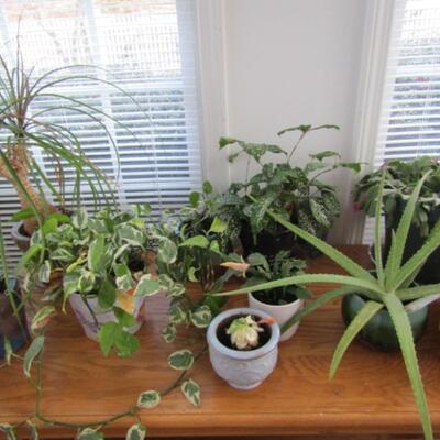 Collection of Assorted House Plants- Most in Nice, Ceramic/Pottery Planters
