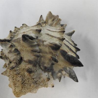 Seashells, Seahorse in Case, Trunk w/ Small Shells, Sand Dollars, Various Shapes