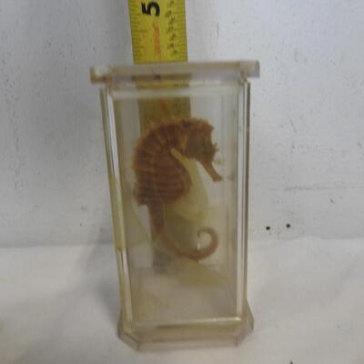 Seashells, Seahorse in Case, Trunk w/ Small Shells, Sand Dollars, Various Shapes