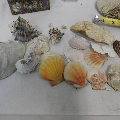 Seashells, Seahorse in Case, Trunk w/ Small Shells, Sand Dollars, Various Shapes